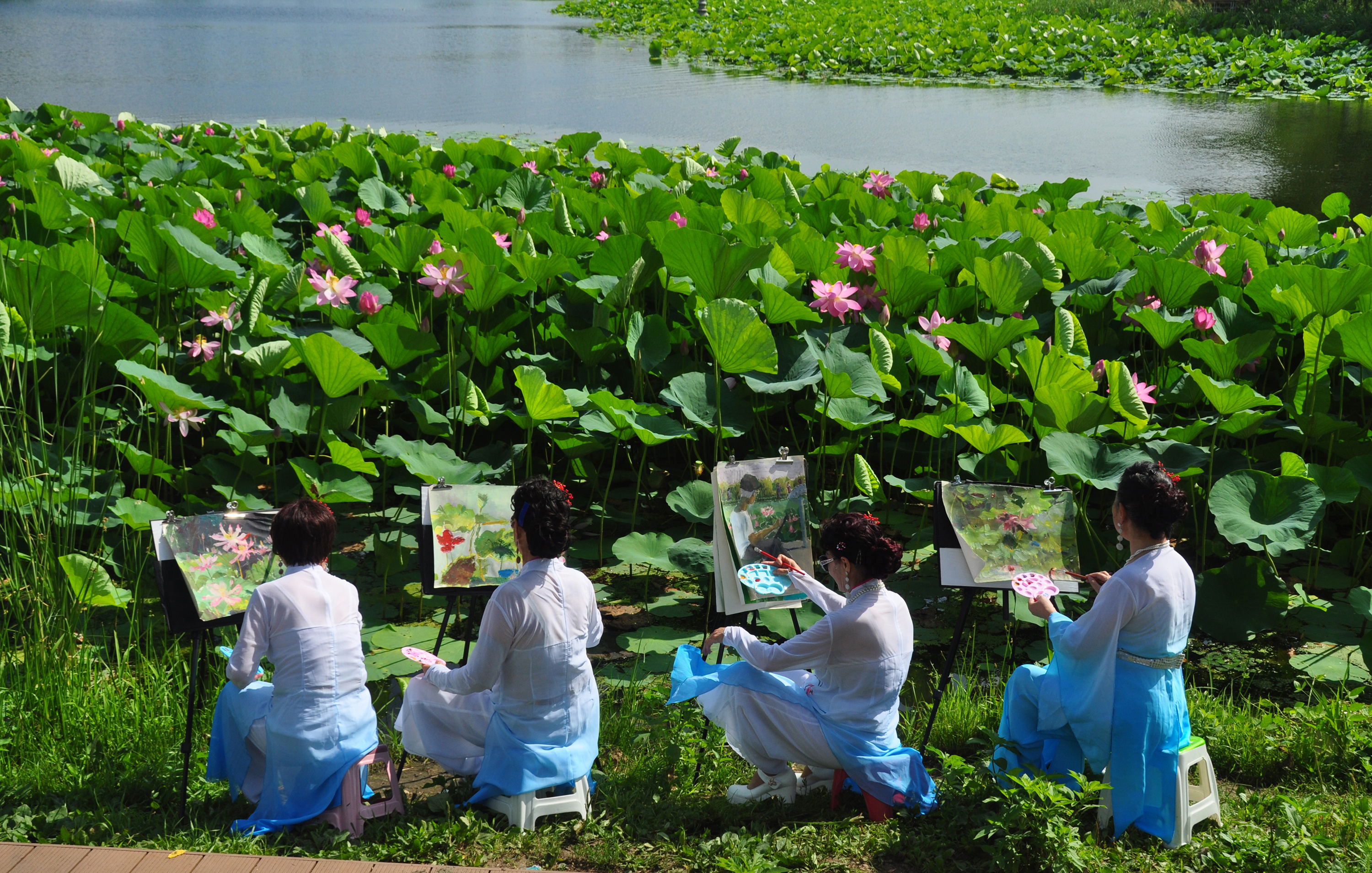 永定河畔畫荷香