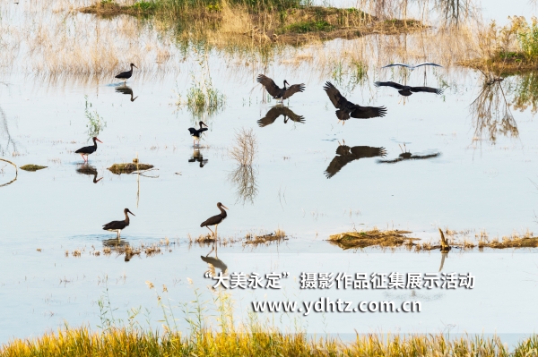 【大美永定】生態(tài)修復(fù)再現(xiàn)鳥類樂園 【大美永定】生態(tài)修復(fù)再現(xiàn)鳥類樂園