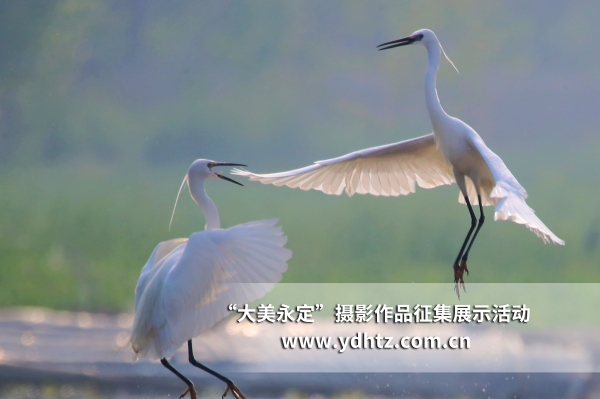 【大美永定】生態(tài)修復(fù)再現(xiàn)鳥類樂園 【大美永定】生態(tài)修復(fù)再現(xiàn)鳥類樂園
