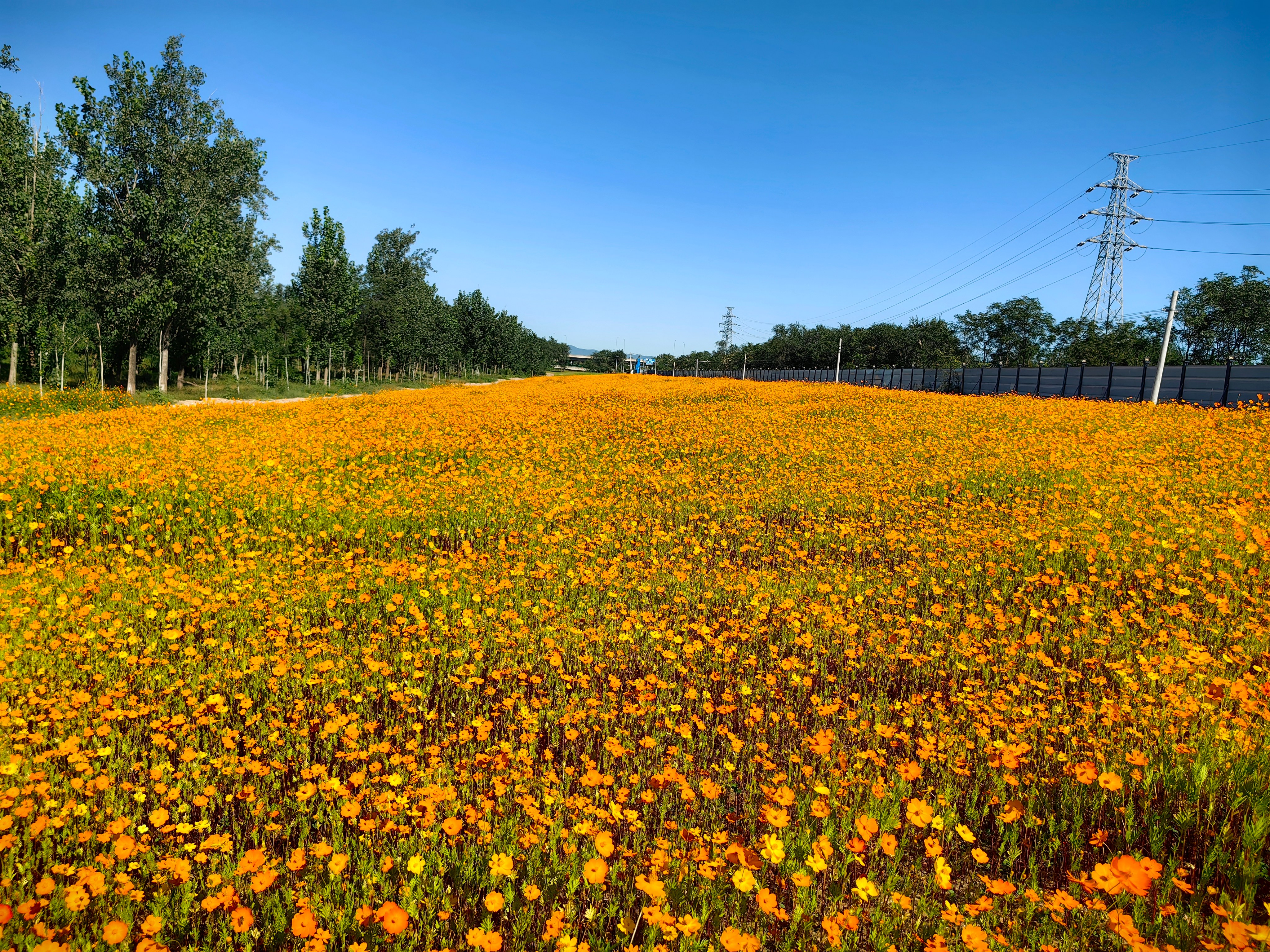 美翻了！金色花海扮靚施工一線