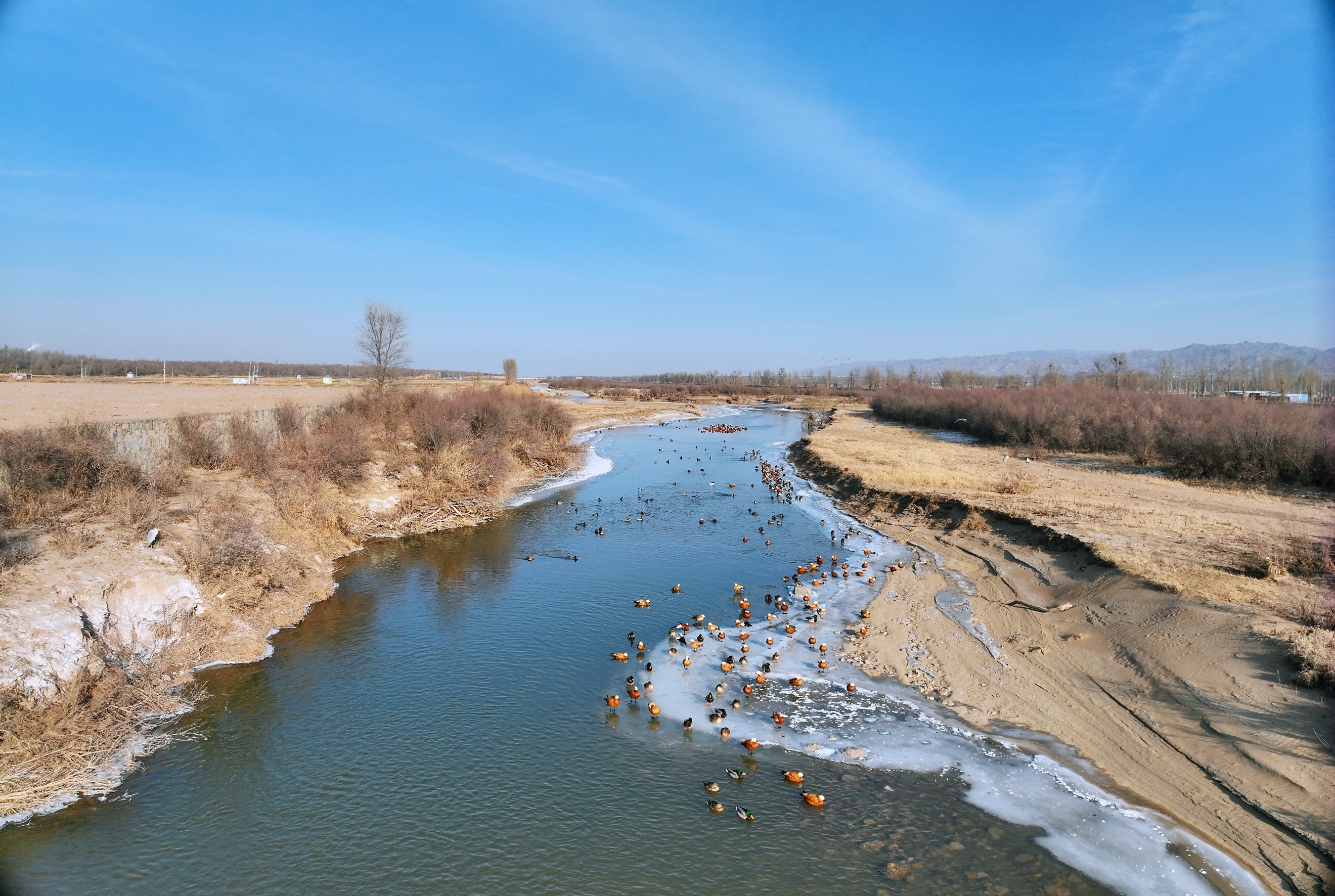 鴨鴨鴨鴨鴨鴨鴨鴨鴨鴨！——大同這處河灣成了“鳥(niǎo)類(lèi)天堂”