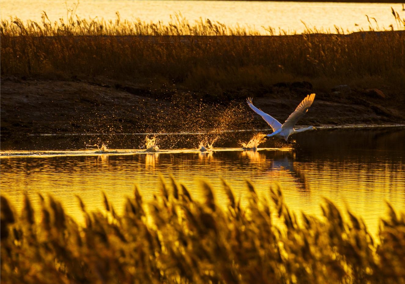 桑干河上仙客來