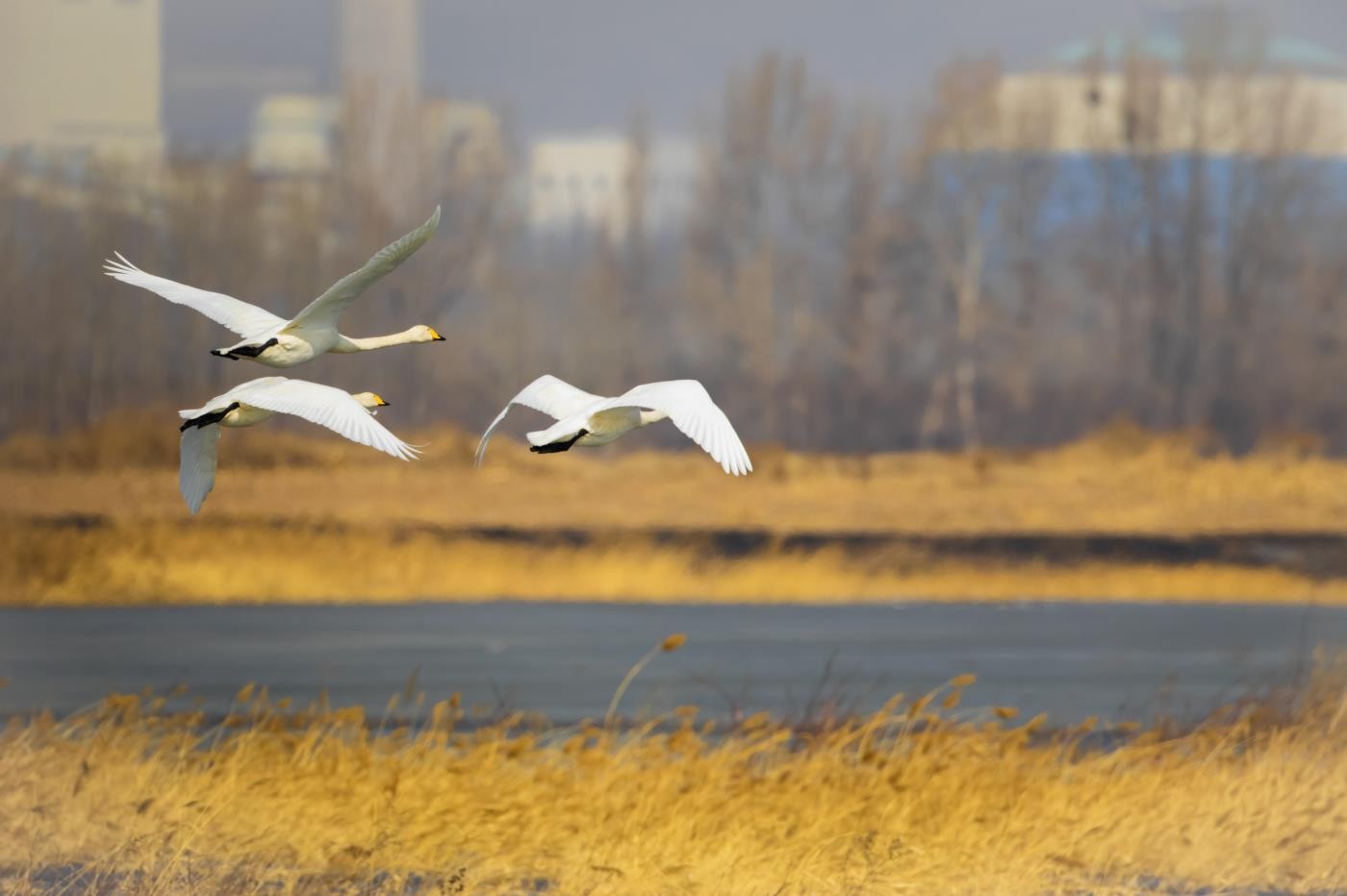 白天鵝落戶桑干河